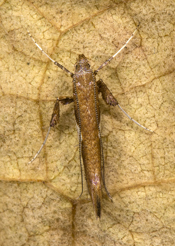 Gracillariidae:  Caloptilia stigmatella